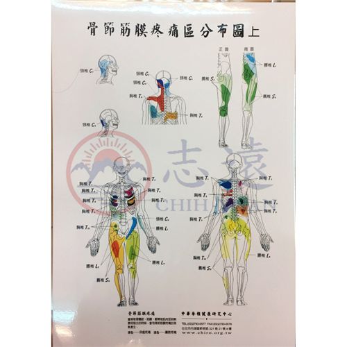骨節筋膜疼痛區分布圖（一套2張）