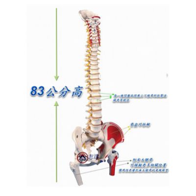 德國3B成人脊椎骨模型(A58/3)