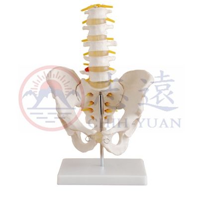 人體骨盆五節腰椎模型(XC-115)