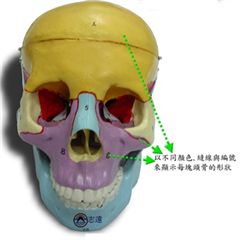 頭顱骨塊分色模型