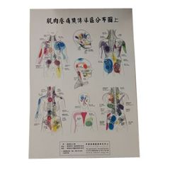 肌肉壓痛點傳導區分布套圖(上、中、下)